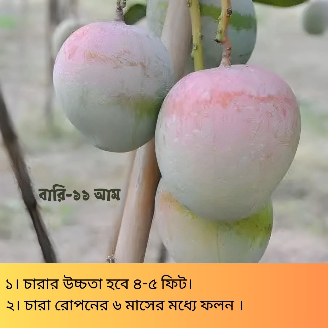 দুর্লভ প্রজাতির বিদেশি ৫ টি আম চারার সাথে থাকছে আরো ৩ টি চারা গাছ একদম ফ্রি - Image 6