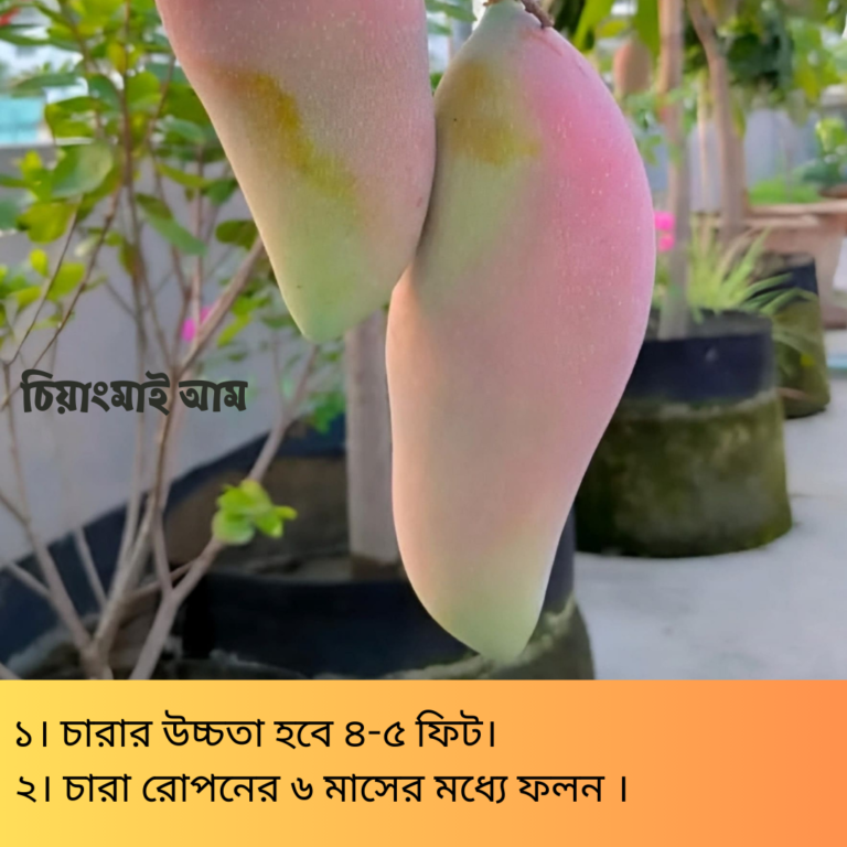 Ciyangmai