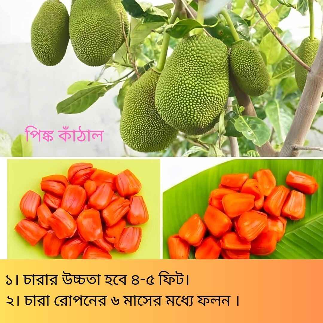 দুর্লভ প্রজাতির বিদেশি ৫ টি আম চারার সাথে থাকছে আরো ৩ টি চারা গাছ একদম ফ্রি - Image 8