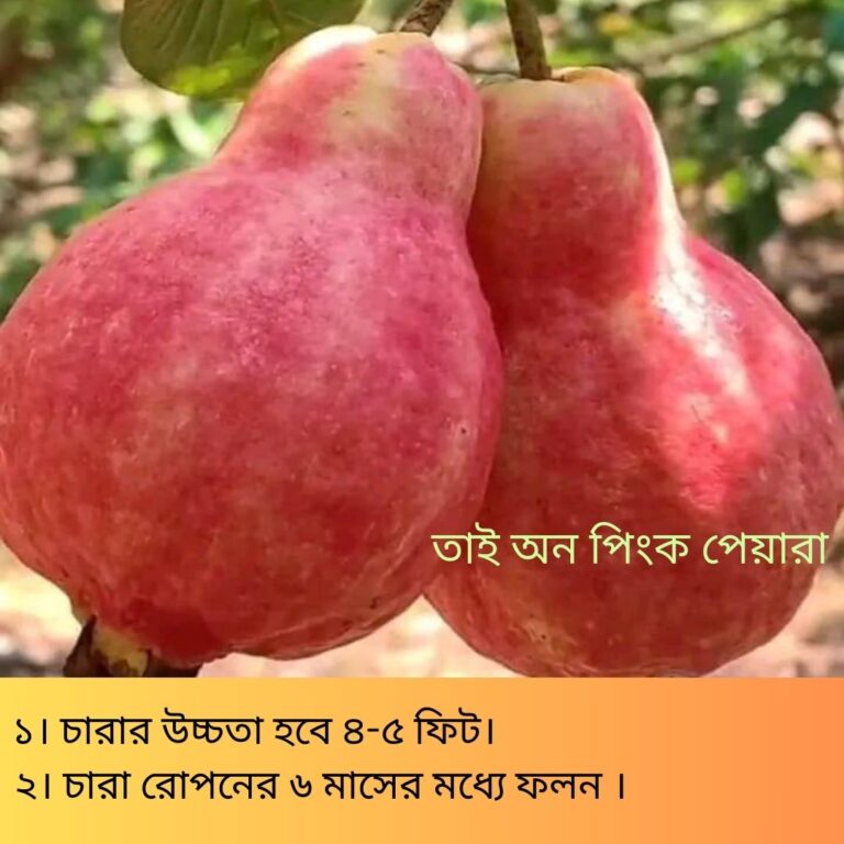 তাই-অন-পিংক-পেয়ারা