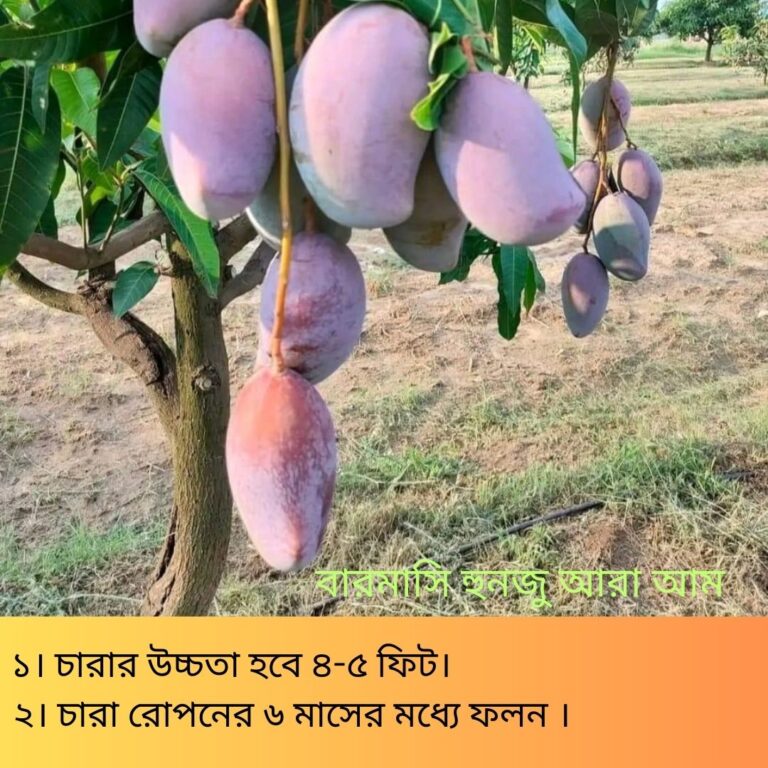 বারমাসি-হুনজু-আরা-আম