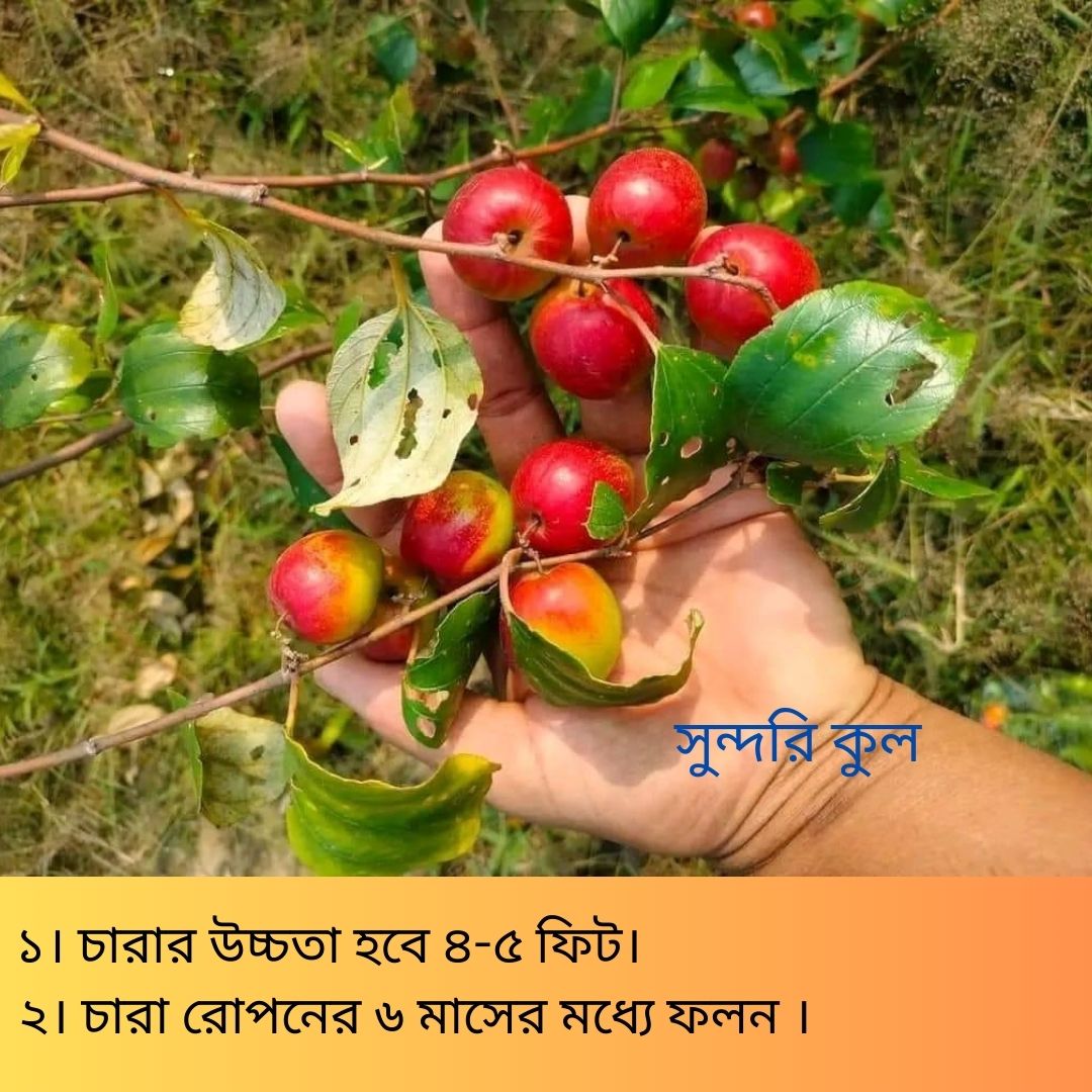 দুর্লভ প্রজাতির বিদেশি ৫ টি আম চারার সাথে থাকছে আরো ৩ টি চারা গাছ একদম ফ্রি - Image 9